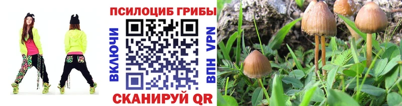 Псилоцибиновые грибы Psilocybine cubensis  где найти   Суоярви 